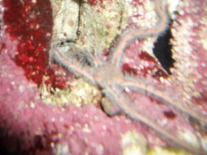 Description: D:\ArchiveWWM\EchinodermPIX\Ophiuroids\brittl.jpg