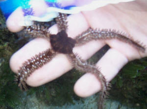 Description: D:\ArchiveWWM\EchinodermPIX\Ophiuroids\starfish.jpg