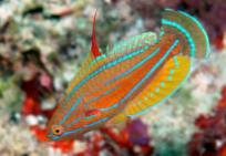 http://wetwebmedia.com/WrassePix/Paracheilinus/Paracheilinus%20mccoskeri%20WAK.JPG