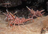 http://wetwebmedia.com/Arthropoda/CrustaceanPIX/SWShrimpPIX/Dancing%20Shrimp%20PIX/Rhynchocinetes_durbanensisKBRGrp.jpg