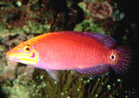 Description: http://wetwebmedia.com/WrassePix/Pseudocheilinus/Pseudocheilinus_ocellatusAQNikon.jpg