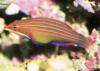 Description: http://wetwebmedia.com/WrassePix/Pseudocheilinus/Pseudocheilinus_tetrataeniaAQ.jpg